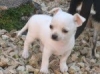 Gorgeous-Chihuahua-puppy-for-adoption